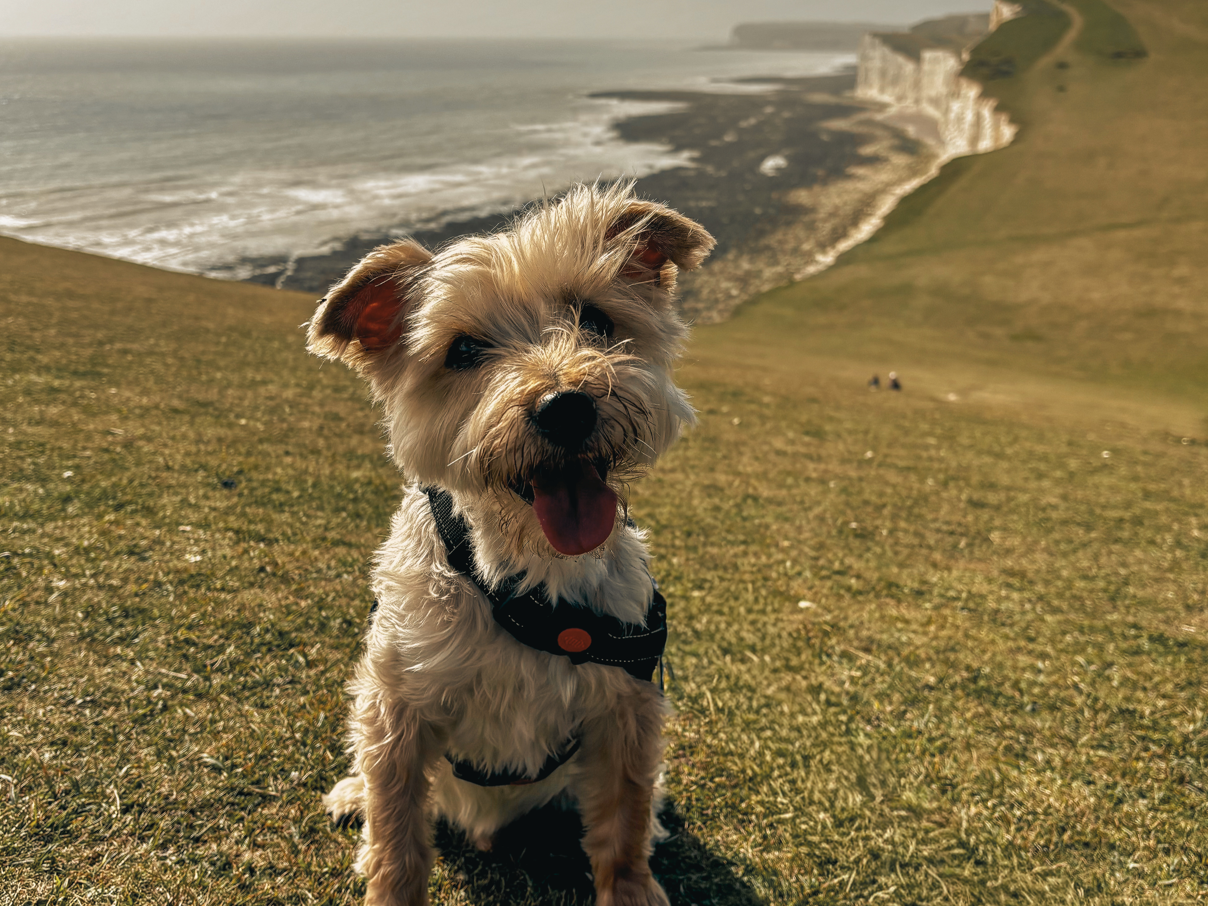 Kaiser overlooking the coastline
