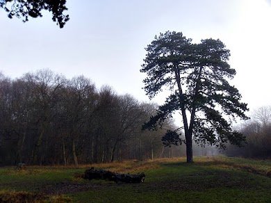Ancient trees and paths in Hatfield Forest