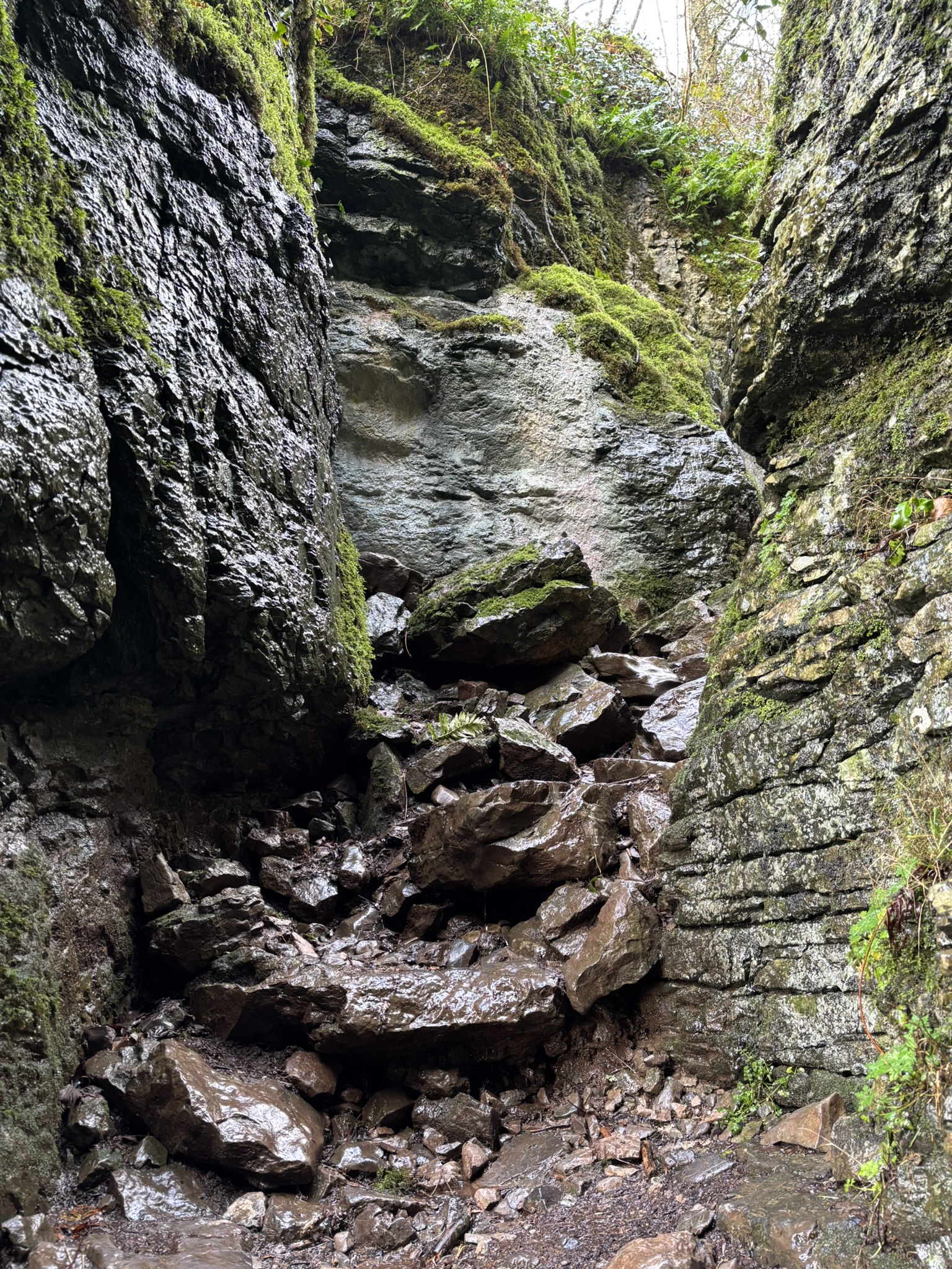 Ebbor Gorge limestone walls and woodland