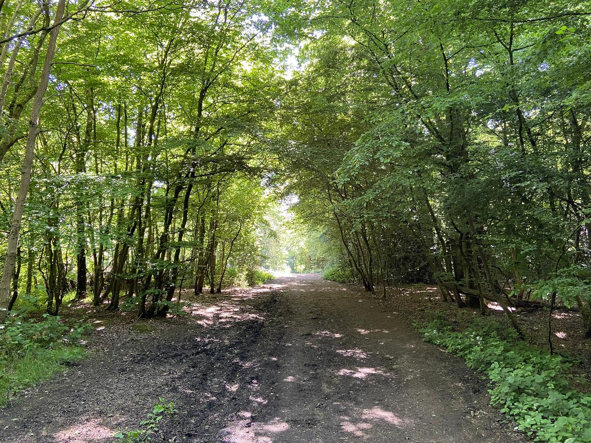 Forest path in Hainault Forest