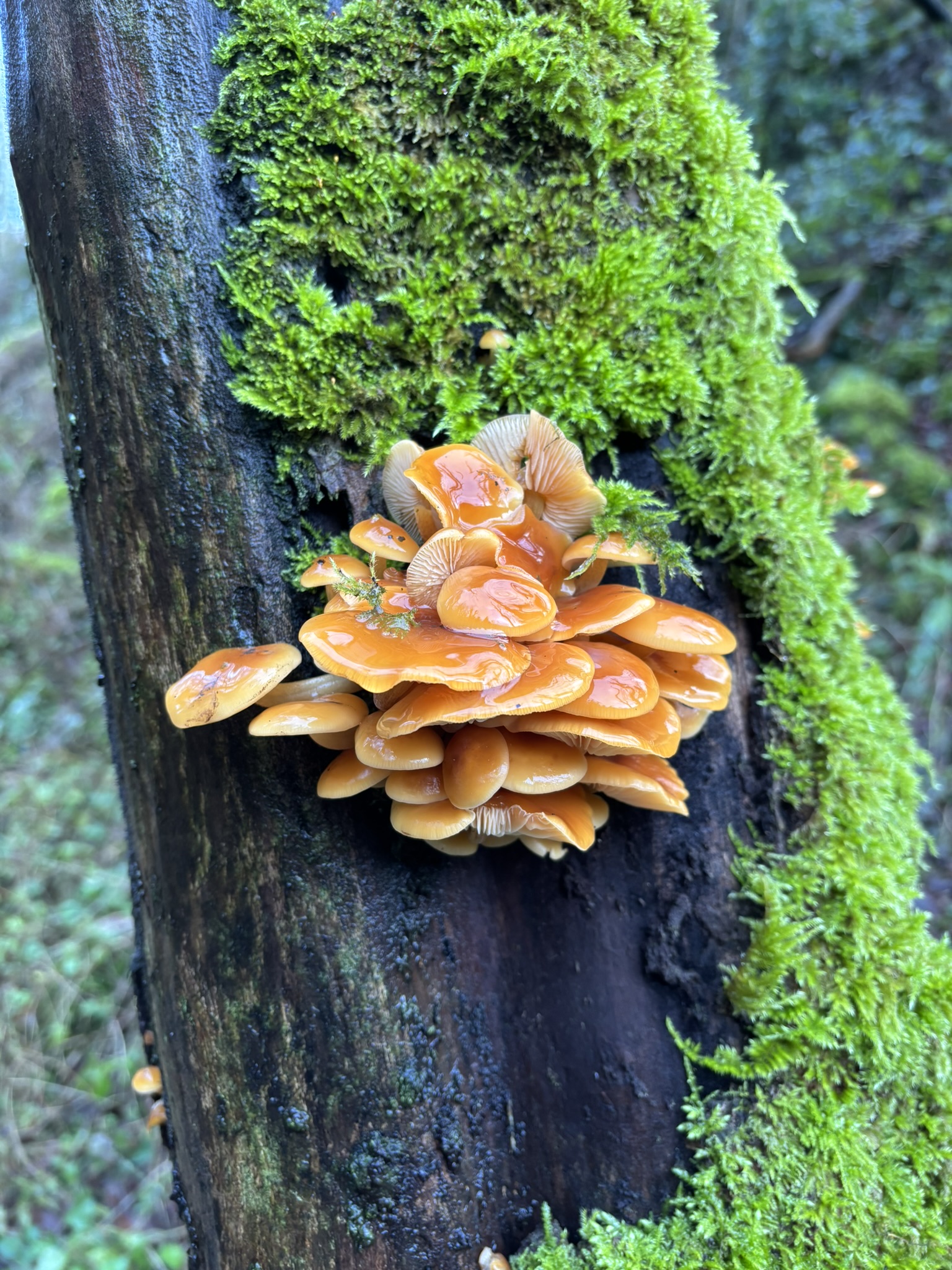 Rock and gorge details at Ebbor Gorge