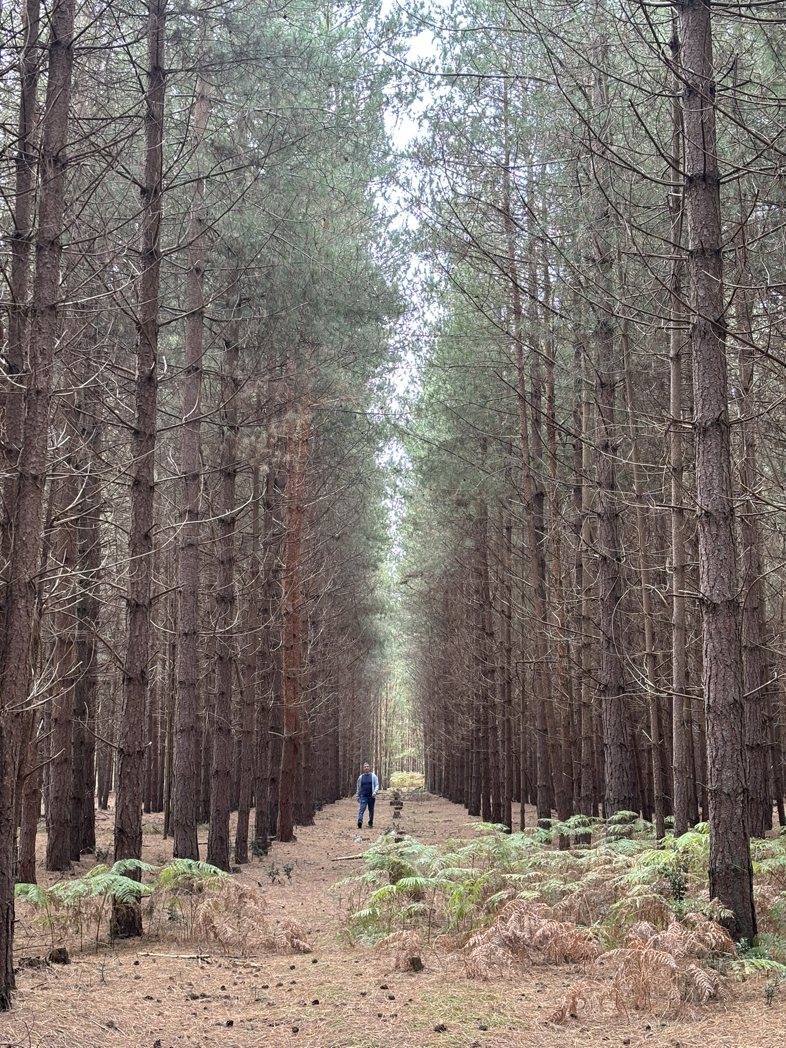 Rendlesham Forest straight woodland tracks