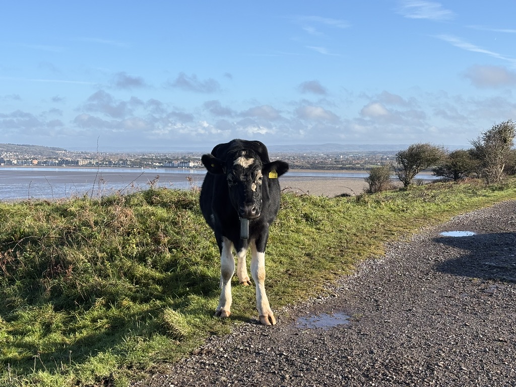 Views towards Weston Super Mare from Brean Down